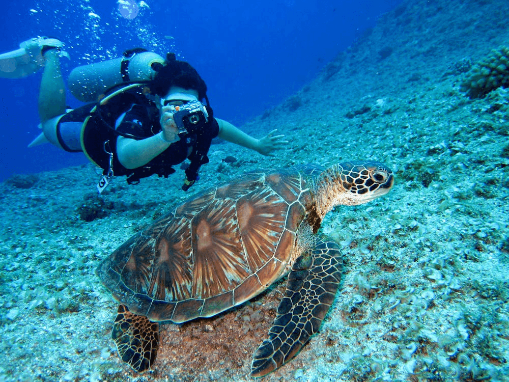 A diver photographing a sea turtle, scuba diving is a top water sport in Dubai for exploring marine life.