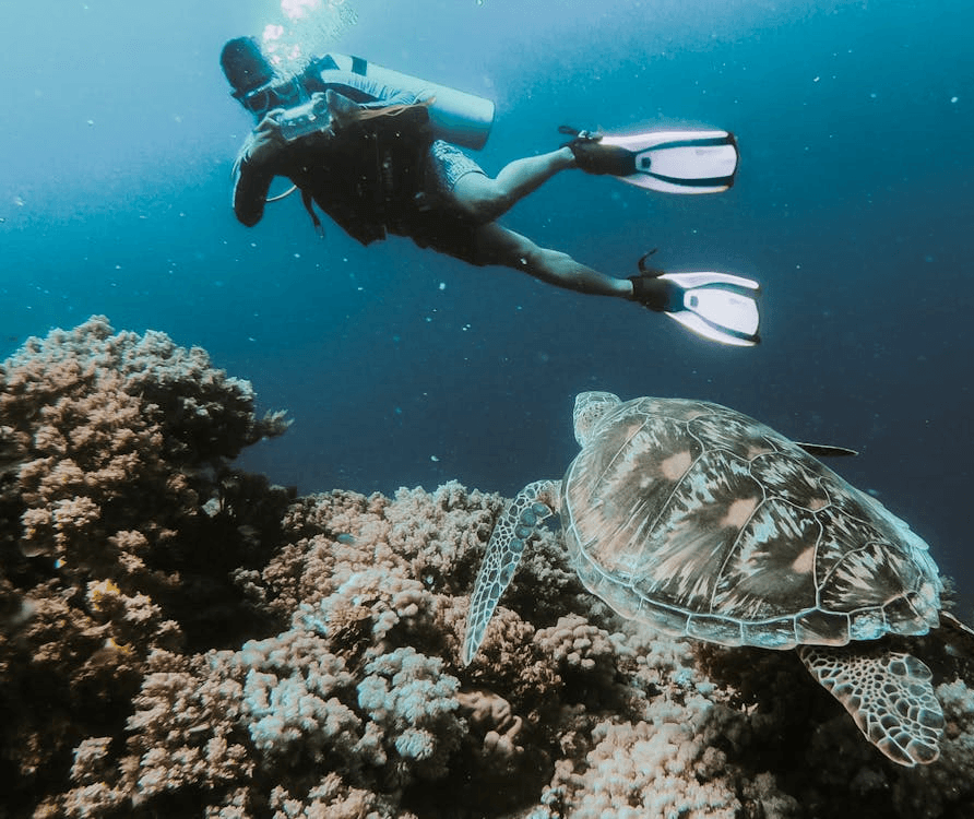 Scuba diver swimming near a sea turtle and coral reef in the waters of Dubai